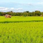 Sidrap raih peringkat nasional Bulog