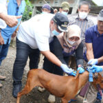 Maros Darurat Rabies