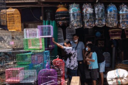 Sentra Pecinta Satwa dan Ikan Hias di Makassar Terancam Berpindah