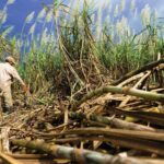 Lahan 7.000 Hektare Disiapkan, Petani Tebu Sulsel Berpeluang Jadi Mitra Pabrik Gula dan Bioetanol