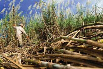 Lahan 7.000 Hektare Disiapkan, Petani Tebu Sulsel Berpeluang Jadi Mitra Pabrik Gula dan Bioetanol