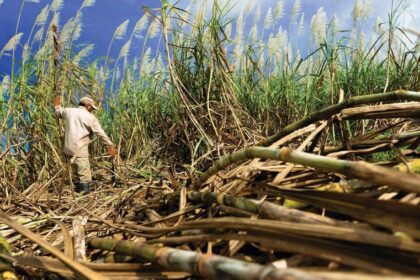 Lahan 7.000 Hektare Disiapkan, Petani Tebu Sulsel Berpeluang Jadi Mitra Pabrik Gula dan Bioetanol