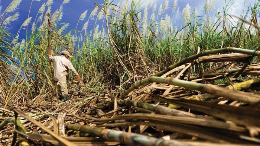 Lahan 7.000 Hektare Disiapkan, Petani Tebu Sulsel Berpeluang Jadi Mitra Pabrik Gula dan Bioetanol