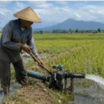 Petani Sidrap Tinggalkan Diesel dan Gas, Sawah 1.750 Hektare Beralih ke Listrik