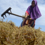 Ironi Petani Sulsel Panen Rumput Laut Melimpah Produk Olahan Justru Tumbuh di Wilayah Lain