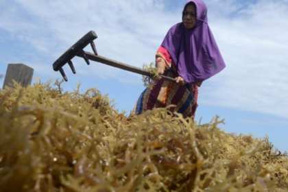 Ironi Petani Sulsel Panen Rumput Laut Melimpah Produk Olahan Justru Tumbuh di Wilayah Lain