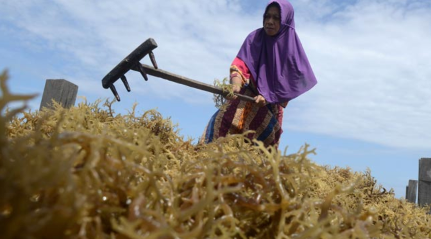 Ironi Petani Sulsel Panen Rumput Laut Melimpah Produk Olahan Justru Tumbuh di Wilayah Lain