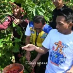 Produksi Kopi Robusta Tana Toro Tembus 50 Ton