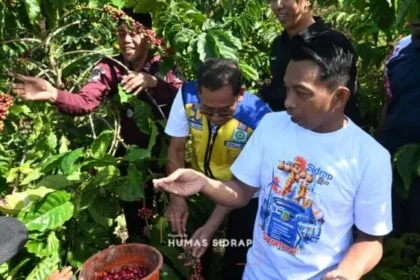 Produksi Kopi Robusta Tana Toro Tembus 50 Ton