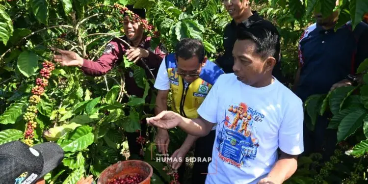 Produksi Kopi Robusta Tana Toro Tembus 50 Ton