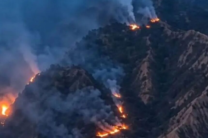 10 Hektare Lahan dan Hutan Pinus Gunung Nona Terbakar, Diduga akibat Kelalaian Warga