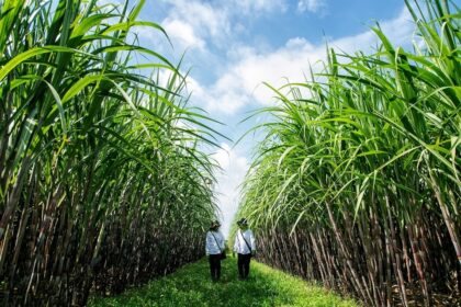 Tebu Jadi Komoditas Andalan Baru Bone, 1.500 Hektare Lahan Masuk Target Pengembangan