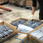 Tembus Pasar Karibia! 28 Ton Ikan Terbang Sulsel Siap Diekspor ke Grenada