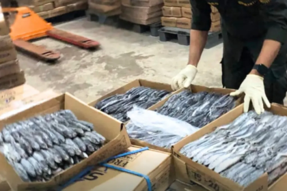 Tembus Pasar Karibia! 28 Ton Ikan Terbang Sulsel Siap Diekspor ke Grenada