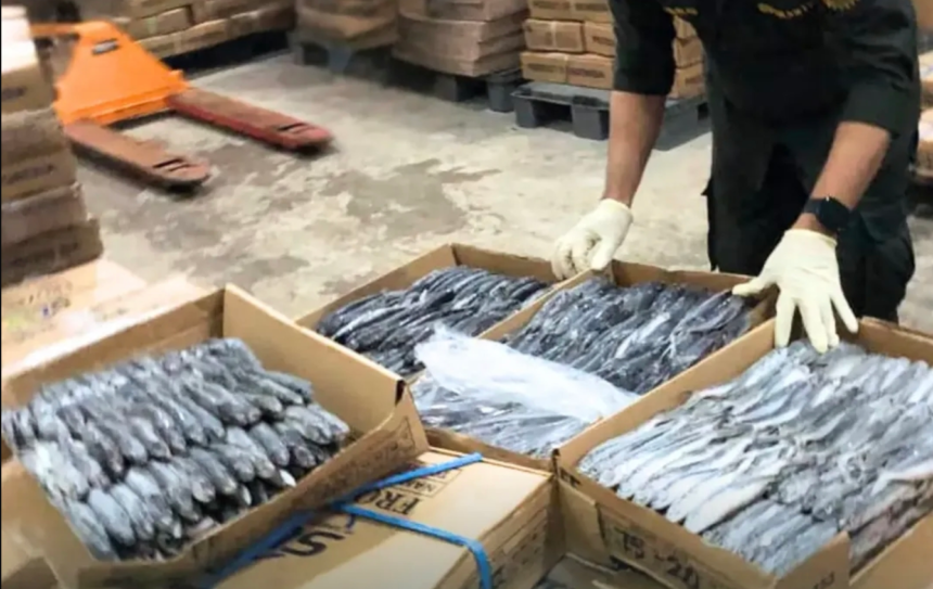 Tembus Pasar Karibia! 28 Ton Ikan Terbang Sulsel Siap Diekspor ke Grenada