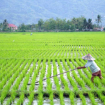Petani Balla Luwu Siapkan Musim Tanam Baru, Kolaborasi dengan Masmindo Berpeluang Diperluas ke Sektor Pertanian