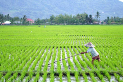Petani Balla Luwu Siapkan Musim Tanam Baru, Kolaborasi dengan Masmindo Berpeluang Diperluas ke Sektor Pertanian