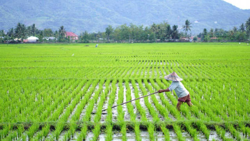 Petani Balla Luwu Siapkan Musim Tanam Baru, Kolaborasi dengan Masmindo Berpeluang Diperluas ke Sektor Pertanian