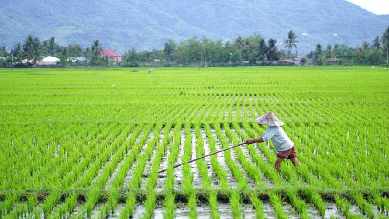 Petani Balla Luwu Siapkan Musim Tanam Baru, Kolaborasi dengan Masmindo Berpeluang Diperluas ke Sektor Pertanian